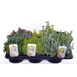 Sedum mix in tray