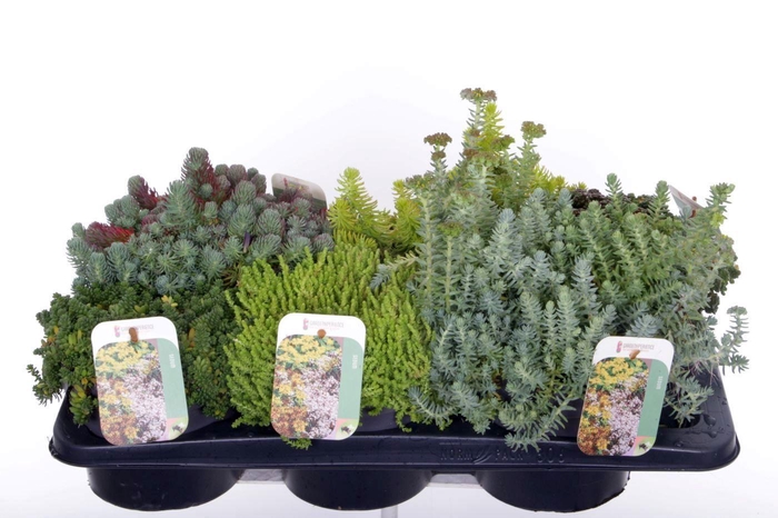 <h4>Sedum mix in tray</h4>