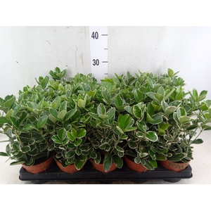Euonymus fortunei 'Silver Queen'