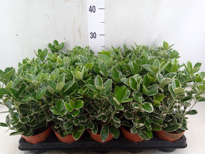 <h4>Euonymus fortunei 'Silver Queen'</h4>