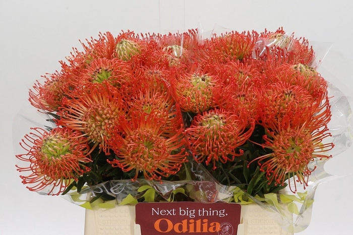 <h4>LEUCO CO SUCCESSION</h4>