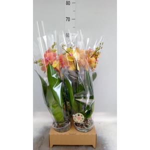 Phalaenopsis ...orange
