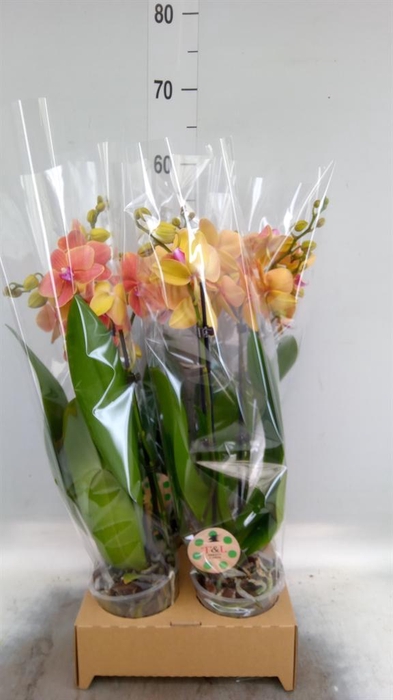 <h4>Phalaenopsis   ...orange</h4>