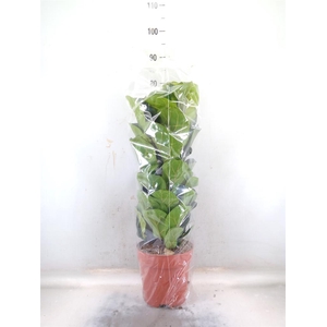 Ficus lyrata 'Bambino'