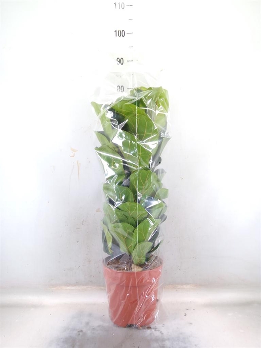 <h4>Ficus lyrata 'Bambino'</h4>
