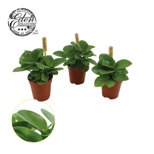 Peperomia Obtusifolia Groen 5,5cm
