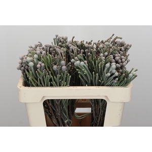 Kaaps Groen Silver Brunia