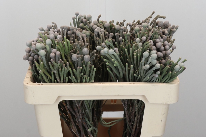 <h4>Kaaps Groen Silver Brunia</h4>