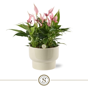 Athene Keramiek Taupe - Lilli