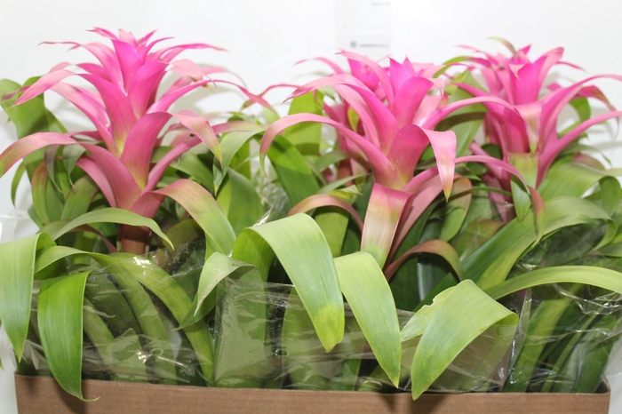 <h4>GUZM. PINK P14</h4>