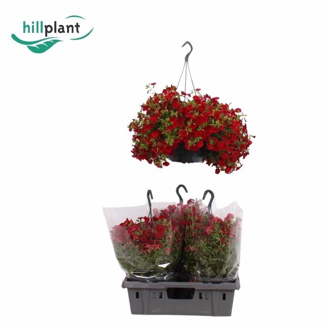 <h4>CALIB MINIF SUP RED</h4>