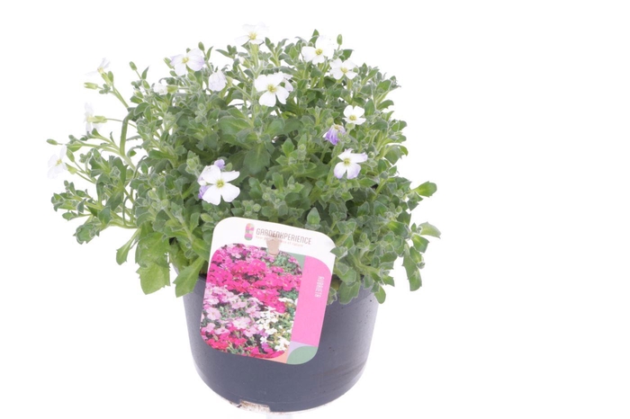 <h4>Aubrieta Little Gem</h4>