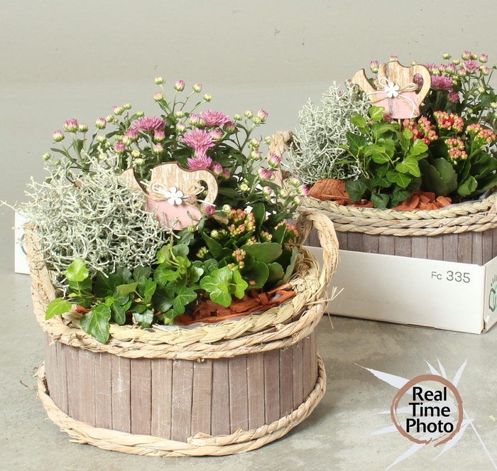 <h4>ARR TUINPLANTEN</h4>