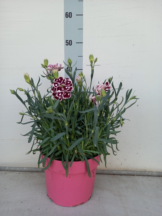 <h4>DIAN CAPITAN DIAZ</h4>