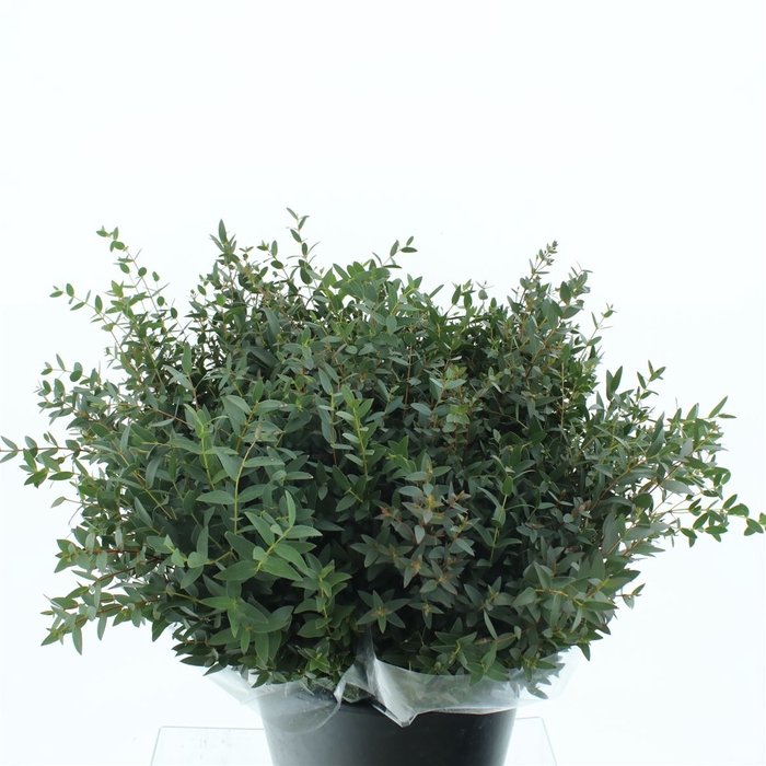 Euca Parvifolia Short 150gram X20