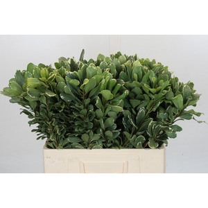 Pittosporum Ilan