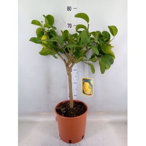 Citrus medica var. digitata