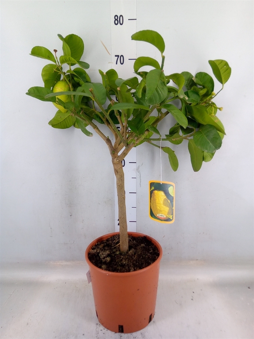 <h4>Citrus medica var. digitata</h4>