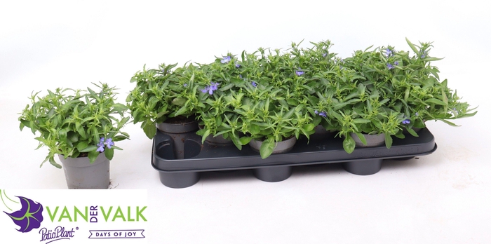 <h4>LOBE ER BAHARI BLUE</h4>