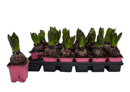 <h4>Hyacin Pink Pearl</h4>