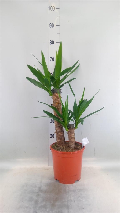 <h4>Yucca   ...</h4>