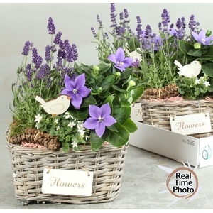 ARR TUINPLANTEN