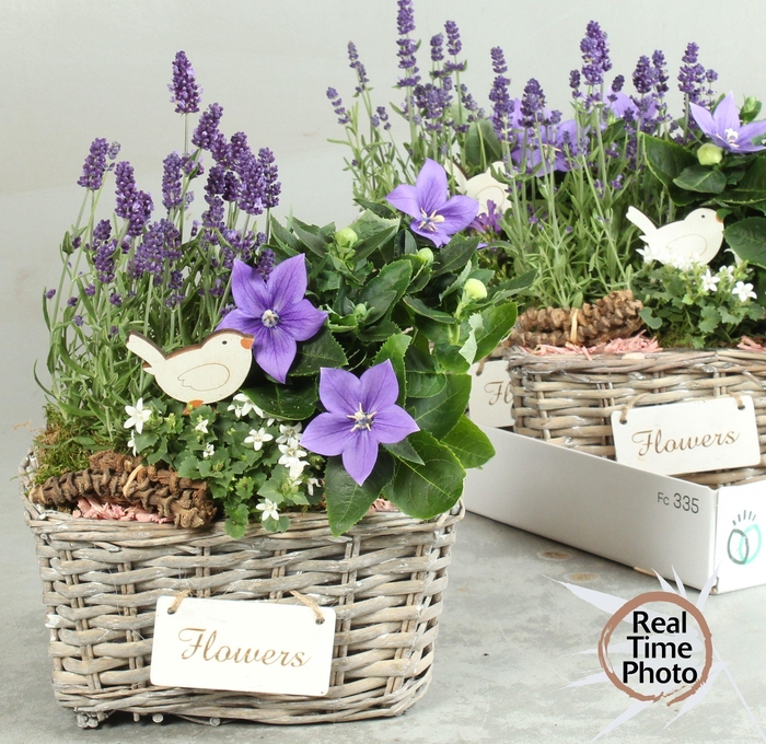 <h4>ARR TUINPLANTEN</h4>