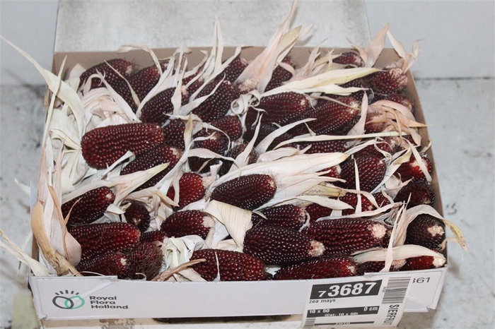 <h4>Zea Mays</h4>