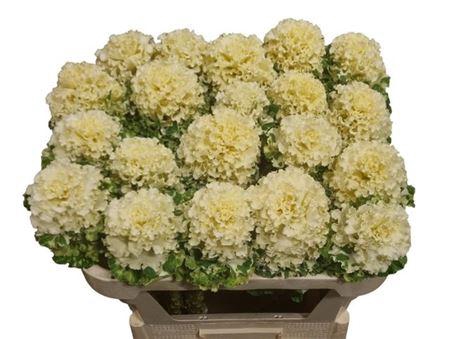 <h4>Brass Crane Ru White</h4>