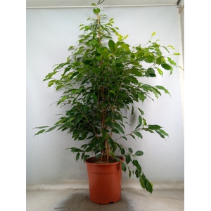 Ficus benja. 'Exotica'
