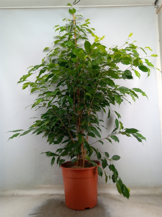 <h4>Ficus benja. 'Exotica'</h4>