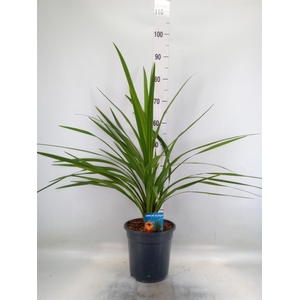 Cordyline indivisa 'Peko'