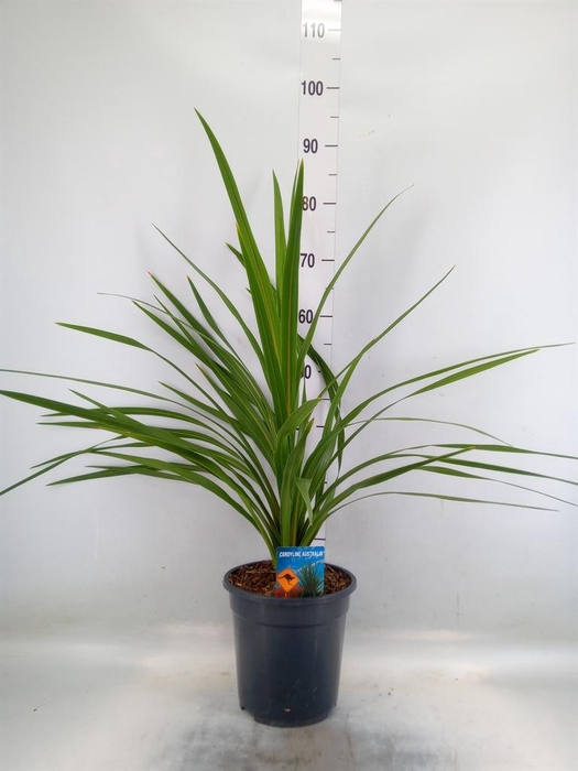 <h4>Cordyline indivisa 'Peko'</h4>