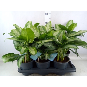 Aglaonema  'Jubilee'