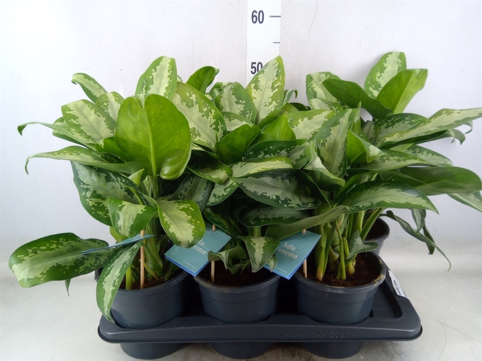 <h4>Aglaonema  'Jubilee'</h4>
