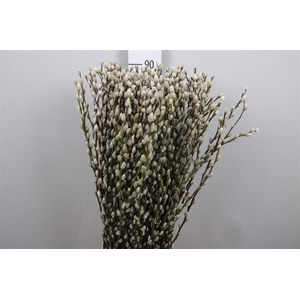 Salix Ca Snow Flake