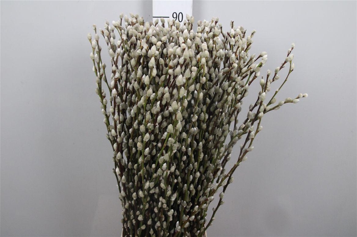<h4>Salix Ca Snow Flake</h4>