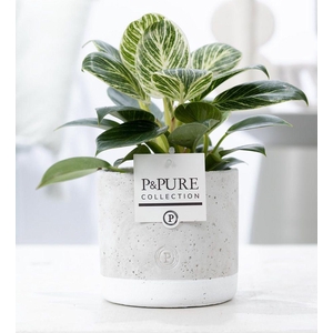 Philodendron White Wave in P&PURE Jade ceramics