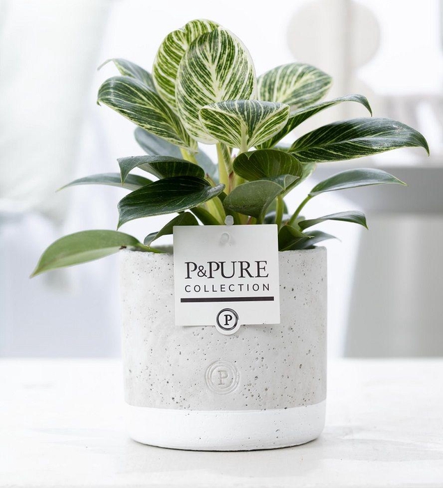 <h4>Philodendron White Wave in P&PURE Jade ceramics</h4>