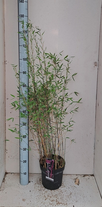 arr8 Farg Deep Purple