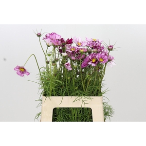 Cosmos Dark Pink