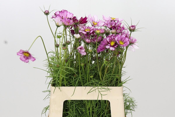 <h4>Cosmos Dark Pink</h4>