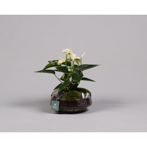 Green Bottle Iris Medium met anthurium wit