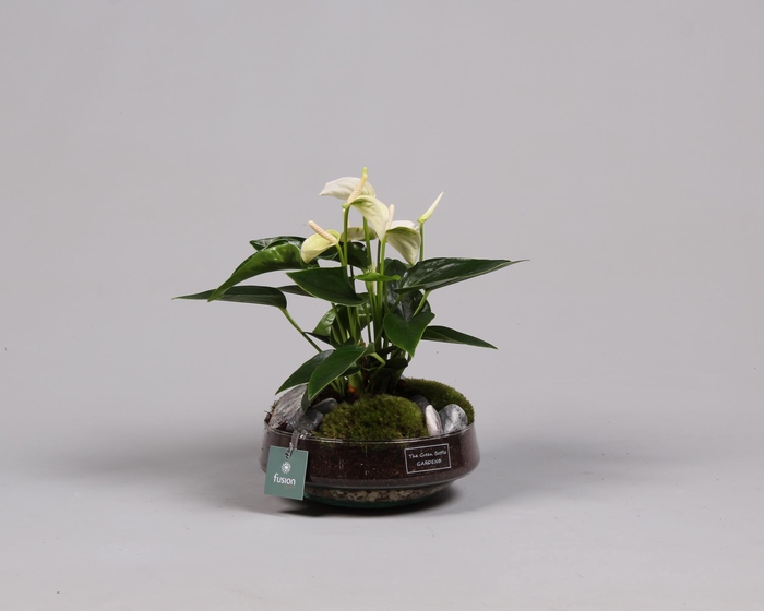 <h4>Green Bottle Iris Medium met anthurium wit</h4>