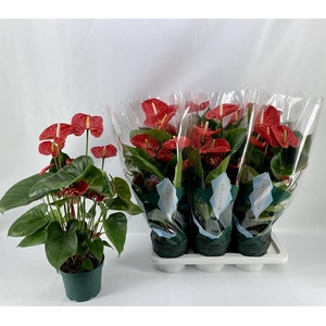 Anthurium Madural 17Ø 65cm 6fl