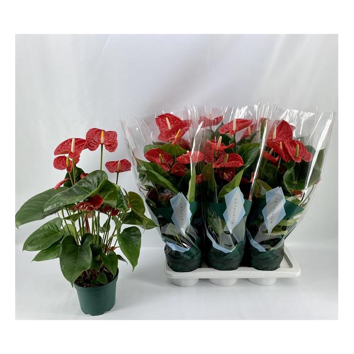 <h4>Anthurium Andreanum Madural 17Ø 80cm 5fl</h4>