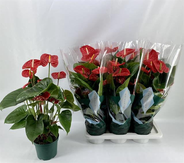 Anthurium Madural 17Ø 65cm 5fl