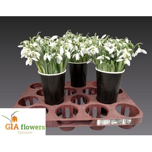 GALANTHUS NIVALIS BS