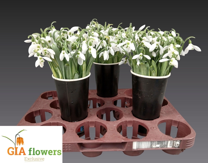 <h4>GALANTHUS NIVALIS BS</h4>