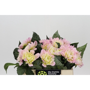 Dahlia Dianas Memory